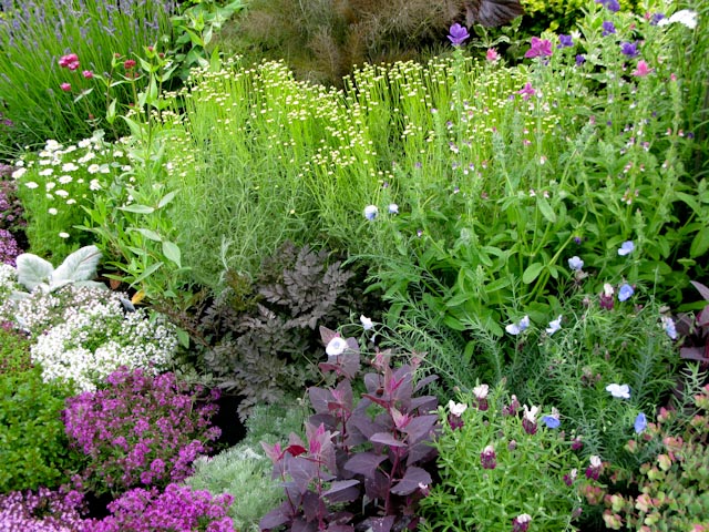 Herb garden June